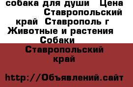 собака для души › Цена ­ 12 000 - Ставропольский край, Ставрополь г. Животные и растения » Собаки   . Ставропольский край